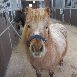 Sponsor an Animal - Mickey and Donald 3